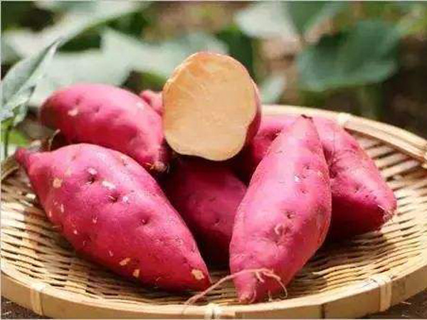 优质红薯