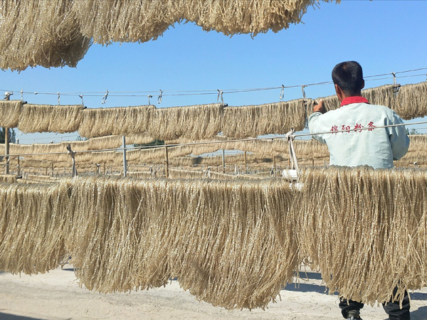 粉条晾晒